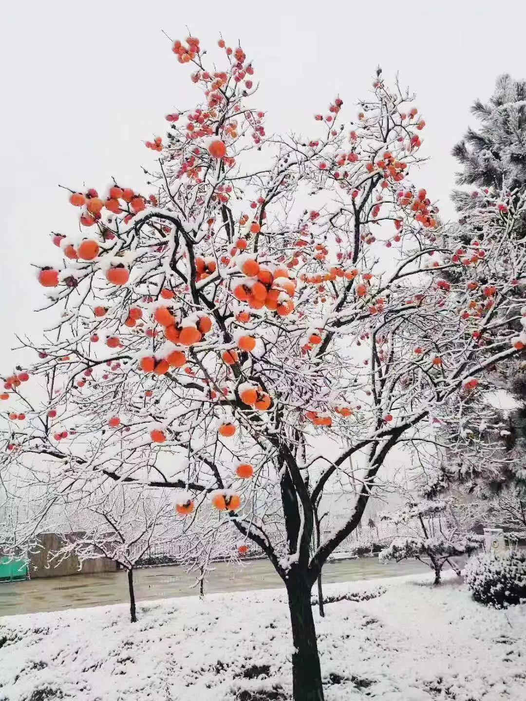 有一種堅守，叫風雪無阻